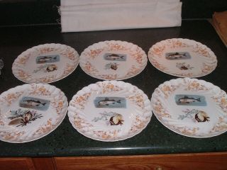 Set 6 Antique Marx & Gutherz Carlsbad Hand Painted Fish Plates / Coral Seashells