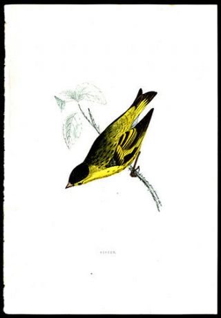 The Siskin Passerine 1881 Rev.  Francis Morris Hand - Colored Engraving Ornithology