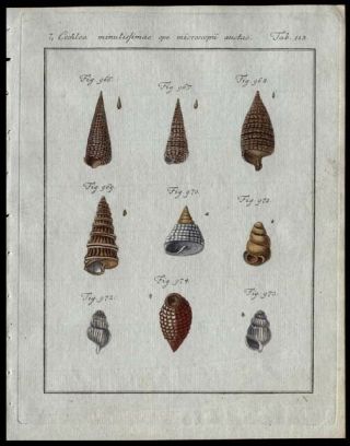 Snail Shells Friedrich Martini Copper Plate Engraving Hand - Colored 1785