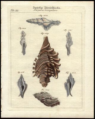 Friedrich Martini Copper Plate Engraving Hand - Colored Sea Shell Print 1785