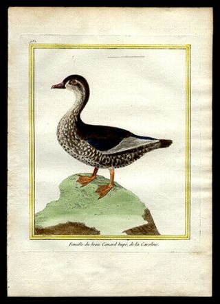 Circa 1750 Comte De Buffon Hand - Colored Engraving The Crested Carolina Duck