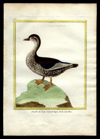 Circa 1750 Comte de Buffon Hand - Colored Engraving The Crested Carolina Duck 2