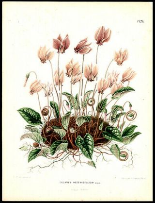 Cyclamen 1868 Henrik Witte & G Severeyns Chromolithograph Botany Horticulture