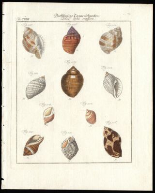 Hand - Colored Sea Shell Print 1785 Friedrich Martini Copper Plate Engraving