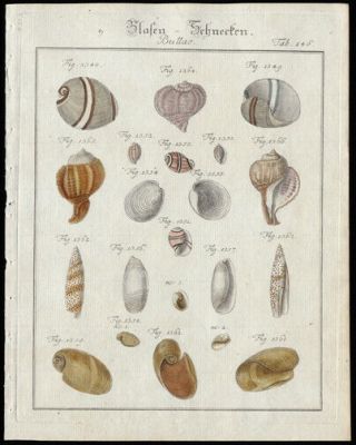 Oceanography Sea Shell Print 1785 Friedrich Martini Copper Plate Engraving