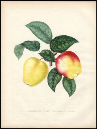 Alexandre Bivort 1855 Hand Colored Lithograph Pommes Romarin Red Or Yellow Apple