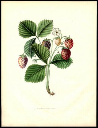 1855 Hand Colored Alexandre Bivort Lithograph The Hautbois Strawberry Belgium