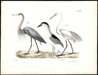 1844 James E.  Dekay Hand - Colored Engraving Of Herons Zoology Of York