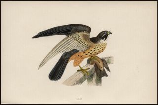 The Hobby Or Falcon 1870 Rev F.  Morris Woodcut Engraving With Hand - Coloring