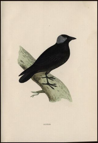 Jackdaw Or Small,  Grey - Headed Crow 1870 Rev.  F Morris Hand - Colored Woodcut