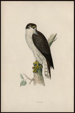 Northern Goshawk Or " True Hawk " 1870 Rev.  F Morris Hand - Colored Woodcut