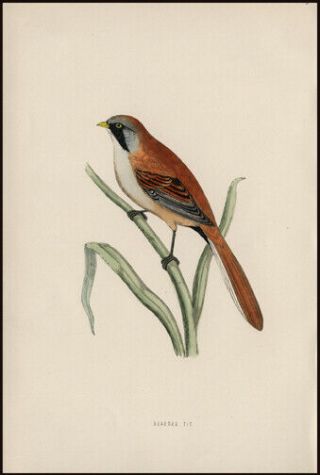 Bearded Tit 1870 Rev.  F.  Morris Woodcut Engraving With Hand - Coloring Ornithology