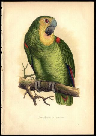 Blue - Fronted Amazon 1884 By Alexander Francis Lydon Woodblock Hand - Colored