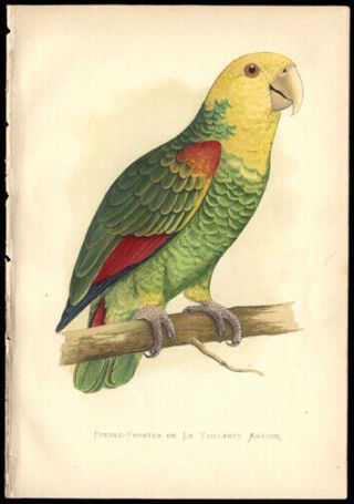 Double - Fronted Amazon 1884 By Alexander Francis Lydon Woodblock Hand - Colored