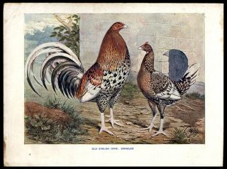 1873 Lewis Wright Chromolithograph Old English Game Illustrated Book Of Poultry