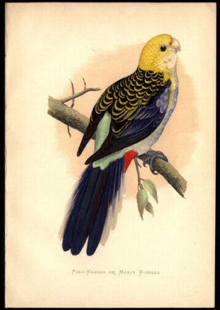 The Rosella Parakeet By Alexander Francis Lydon Woodblock Great Hand - Coloring