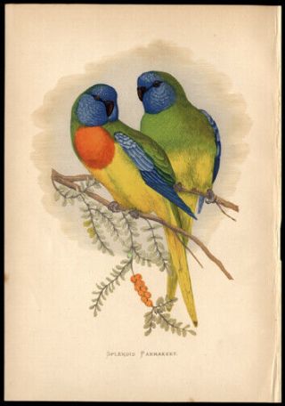 The Splendid Parakeet 1884 By Alexander Francis Lydon Woodblock Hand - Colored