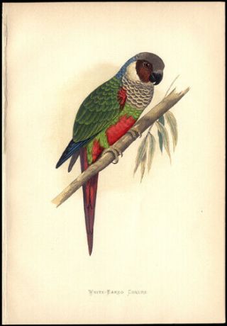 1884 White - Eared Parakeet By Alexander Francis Lydon Woodblock Hand - Colored