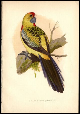 Yellow - Rumped Parakeet 1884 By Alexander Francis Lydon Woodblock Hand - Colored