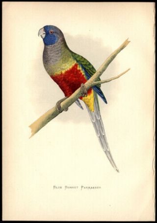 Blue Bonnet Parakeet By Alexander Francis Lydon Woodblock Perfect Hand - Coloring