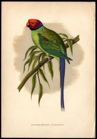 Blossom - Headed Parakeet 1884 By Alexander Francis Lydon Woodblock Hand - Colored