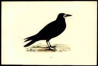 1870 Rev.  F Morris Hand - Colored Woodcut The Rook Or Gregarious Eurasian Crow