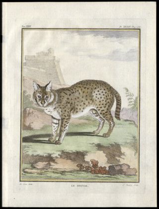 The Serval Cat 1783 Histoire Naturelle Comte De Buffon Sub - Saharan Africa
