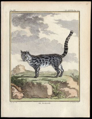 The Margay Or Wild Cat Of Spain 1783 Histoire Naturelle Comte De Buffon