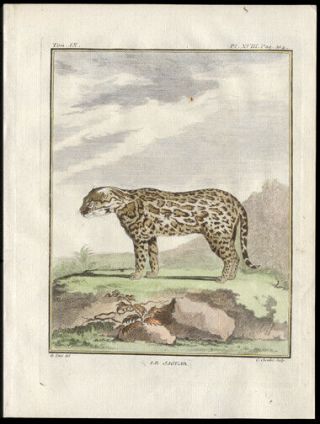 The Jaguar 1783 Histoire Naturelle Comte De Buffon Engraving Hand - Colored