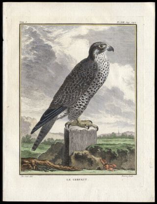 The Gyrfalcon 1783 Histoire Naturelle Comte De Buffon Engraving Hand - Colored