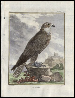 The Saker Falcon 1783 Histoire Naturelle Comte De Buffon Engraving Hand - Colored