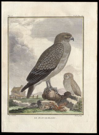 The Short - Toed Snake Eagle 1783 Histoire Naturelle Engraving Hand - Colored