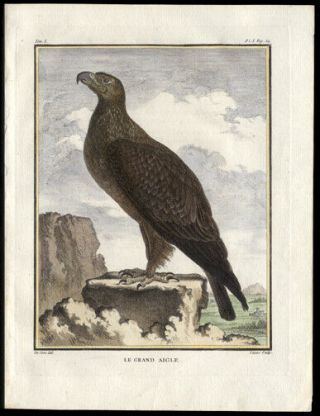 The Great Eagle 1783 Histoire Naturelle Comte De Buffon Engraving Hand - Colored