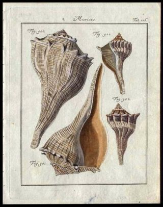 Murices Mollusk Martini 1785 Copper Plate Engraving Hand Colored
