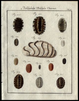 Chitons Marine Mollusks Martini 1785 Copper Plate Engraving Hand Colored