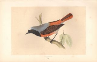 1853 Antique The Redstart Fine Hand - Colored Steel Engraved Bird Print