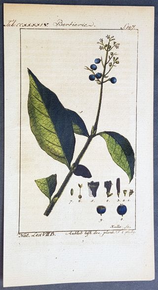 1774 Comte De Buffon Antique Botanical Print Of Blueberry Bush,  Flowers,  Leaves