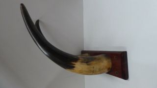 Antique Vintage Bull Horn Wall Mounted Hat Rack Coat Hooks Cedar Timber Board