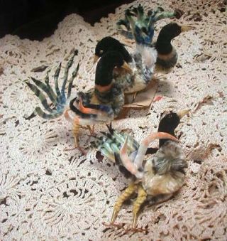 4 Antique French Silk Chenille Exotic Birds Colorful Millinery Decor Plump Silk