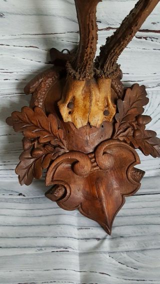 Antique Black forest ANTLER Germany Hand carved Wood Trophy Plaque Taxidermy 2