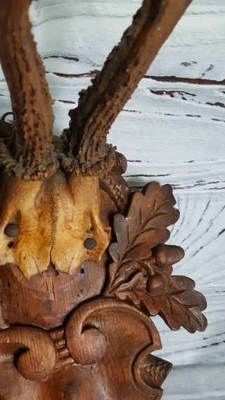 Antique Black forest ANTLER Germany Hand carved Wood Trophy Plaque Taxidermy 4