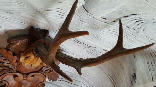Antique Black forest ANTLER Germany Hand carved Wood Trophy Plaque Taxidermy 5