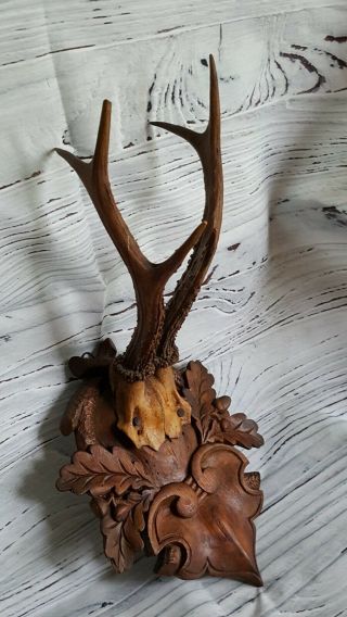 Antique Black forest ANTLER Germany Hand carved Wood Trophy Plaque Taxidermy 6