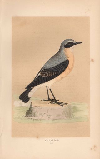 Fine 1853 Hand - Colored Wheatear Antique Steel Engraved Bird Print