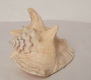 Large Soft Pink Colour Conch Natural Sea Shell 21 Cm