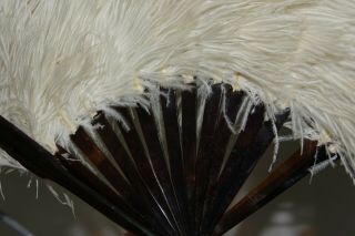 WONDERFUL OLD WHITE OSTRICH FEATHER FAN WITH FAUX TORTOISE SHELL HANDLE - RARE 3