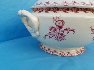 Antique French: GIEN Opaque Porcelain,  circa 1900,  model with thistles,  soup tureen 4