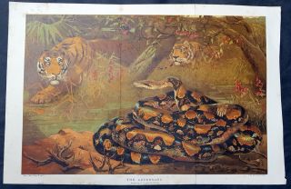 1895 Boys Own Paper Antique Print Of The Adversary Tiger & Python By Nettleship