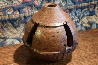 An Antique Amazon Rainforest Brazil Nut Turned & Carved Seed Pod Curio. 6