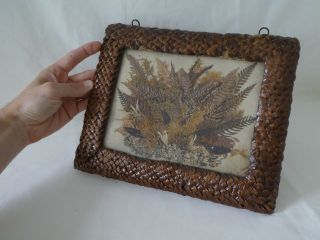 Antique Folk Tramp Art Dried Scottish Fern & Pinecone Picture